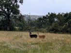Deer